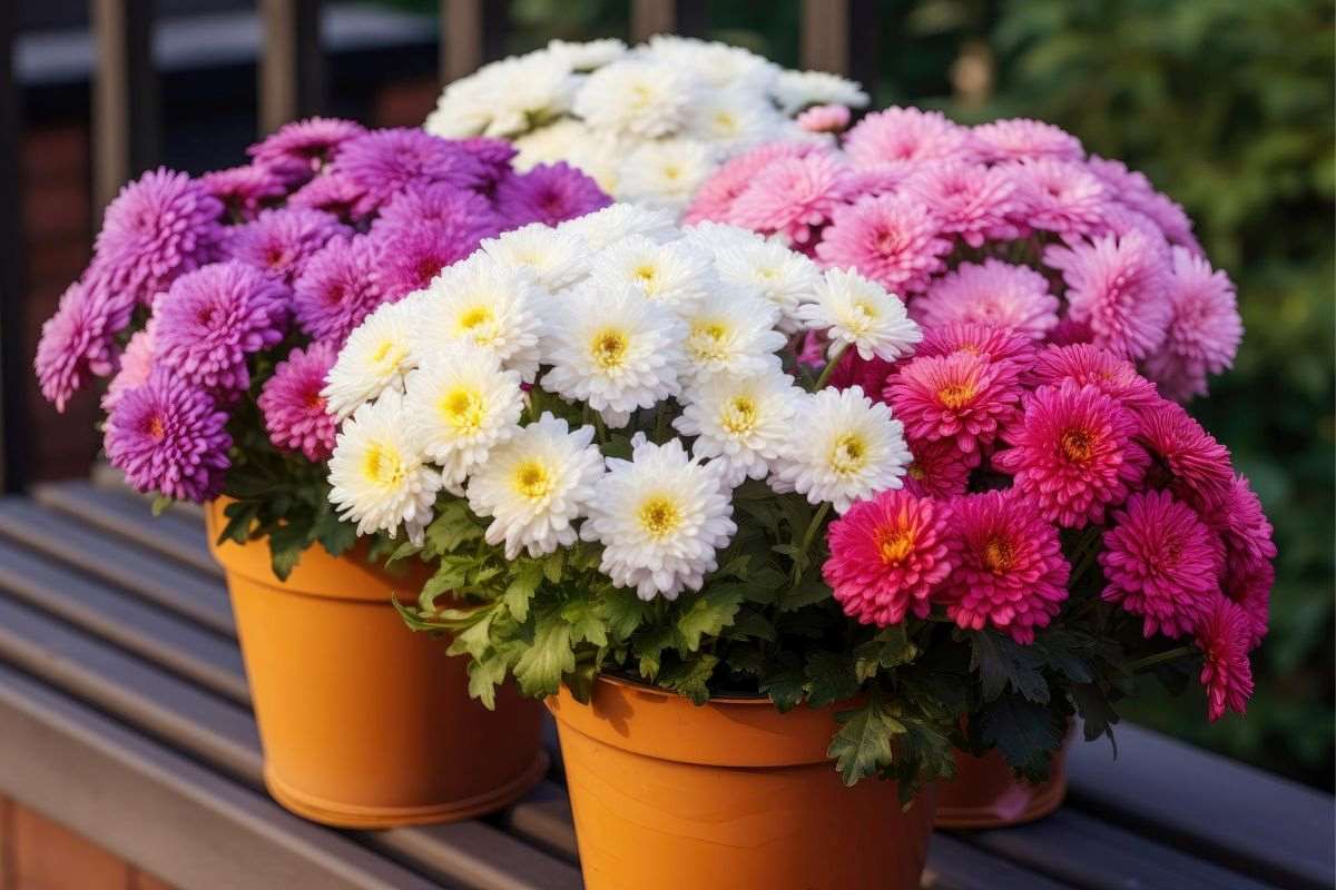 chryzantemy w doniczce Freepik chryzantemy w doniczce