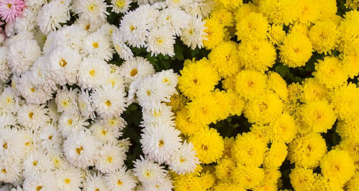 białe i żółte chryzantemy Freepik białe i żółte chryzantemy